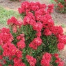 Lagerstroemia X Enduring Summer Red Crape Myrtle