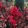 Lagerstroemia X Enduring Summer Red Crape Myrtle
