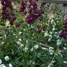 Matthiola incana Stock 1 gal. Container