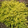 Ilex Vomitoria Eureka Gold Dwarf Yaupon Holly