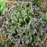 Pulmonaria Saccharata Mrs. Moon Lungwort