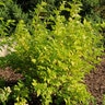 Physocarpus opulifolius Gum Drop Lemon Candy Ninebark