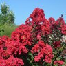 Lagerstroemia X Purple Cow Crape Myrtle