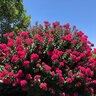 Lagerstroemia X Purple Cow Crape Myrtle