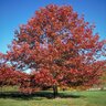 Quercus Coccinea Scarlet Oak 4 in. Caliper Ball and Burlap