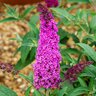Buddleia Davidii Buzz Tobudpipur Purple Butterfly Bush