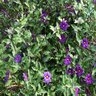 Solanum Rantonnetii Royal Robe Nightshade