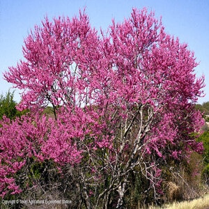 Cercis Chinensis Bubblegum Chinese Redbud