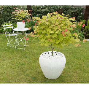 Acer Shirasawanum Moonrise Full Moon Japanese Maple