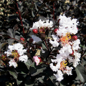 Lagerstroemia X Ebony and Ivory Crape Myrtle