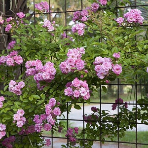 Rosa X Peggy Martin Climbing Rose