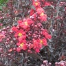 Lagerstroemia X Ebony Flame Crape Myrtle