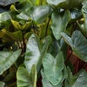 Colocasia Esculenta Royal Hawaiian Hawaiian Punch Elephant Ear