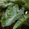 Colocasia Esculenta Royal Hawaiian Hawaiian Punch Elephant Ear