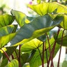 Colocasia Esculenta Royal Hawaiian Hawaiian Punch Elephant Ear