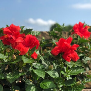 Hibiscus Rosa-Sinensis Celia Double Red Tropical Hibiscus