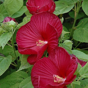 Hibiscus Moscheutos Luna Rose Rose Mallow