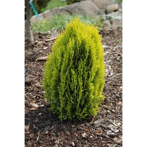 Platycladus (Thuja) orientalis Morgan Chinese Arborvitae