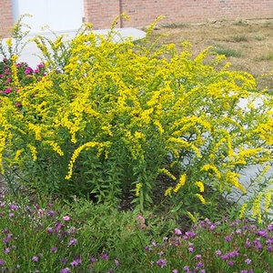 Solidago shortii Solar Cascade Short's Goldenrod