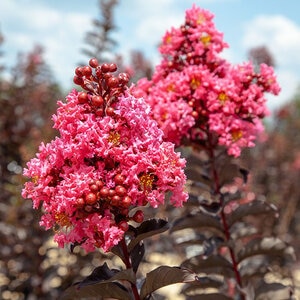 Lagerstroemia Indica Black Diamond Shell Pink Crape Myrtle