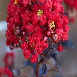 Lagerstroemia Indica Black Diamond Radiant Red Crape Myrtle