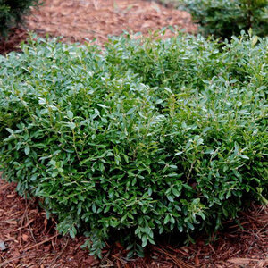 Buxus Microphylla Tide Hill Boxwood