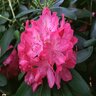 Rhododendron Catawbiense Roseum Elegans Rhododendron 3 gal. Container