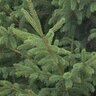 Picea Glauca Montrose Spire White Spruce