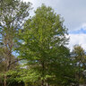 Quercus Buckleyi Texas Red Oak