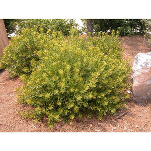 Myrica Cerifera var. Pumila Dwarf Wax Myrtle