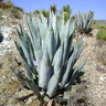 Agave Scabra Blue Rough Leaf Agave