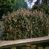 Abelia X Grandiflora Glossy Abelia 10 gal. Container