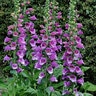 Digitalis Purpurea Dalmation Purple Foxglove