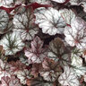 Heuchera X Glitter Coral Bells