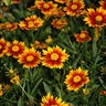 Coreopsis X Li'l Bang Daybreak Tickseed