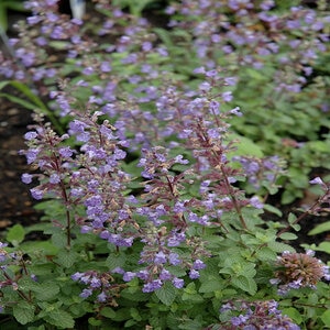 Nepeta Faassenii Purrsian Blue Catmint