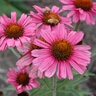 Echinacea Purpurea Pink Passion Coneflower