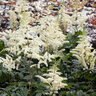 Astilbe Chinensis Vision In White Chinese Astilbe