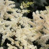 Astilbe Chinensis Vision In White Chinese Astilbe