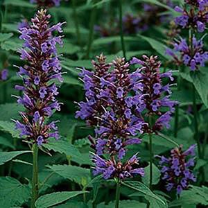 Agastache X Black Adder Hyssop