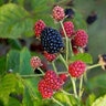 Rubus X Baby Cakes Bushel and Berry Dwarf Blackberry