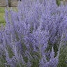 Perovskia Atriplicifolia Denim 'n Lace Russian Sage
