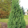 Juniperus X Star Power Juniper