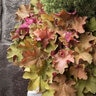 Heuchera X Villosa Mega Caramel Coral Bells