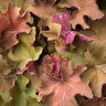 Heuchera X Villosa Mega Caramel Coral Bells