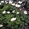 Anemone Sylvestris Snowdrop Windflower 1 gal. Container