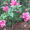 Hibiscus syriacus Double Pink Rose of Sharon