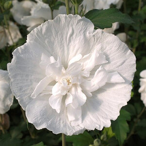 Hibiscus Syriacus Double White Rose of Sharon