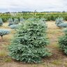 Picea Omorika Bruns Serbian Spruce 6 ft. Height Ball and Burlap