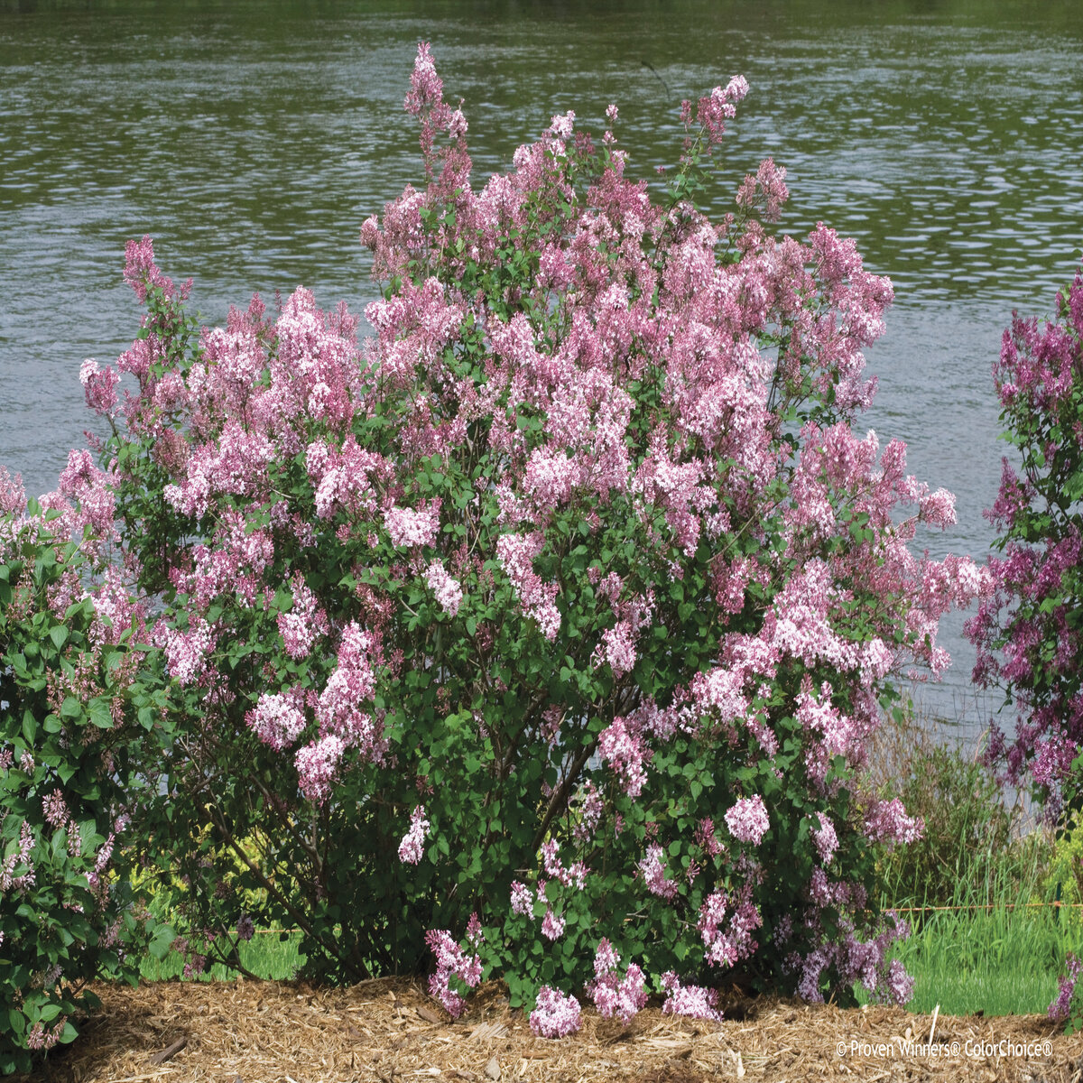 Syringa X Bloomerang Pink Perfume Lilac | SiteOne US